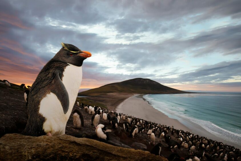 Close up of Southern rockhopper penguin (Eudyptes chrysocome) standing on a rock in Saunders island, Falkland Islands.