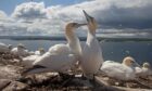Bass Rock with thousands of gannet birds nesting Firth of Forth Scotland