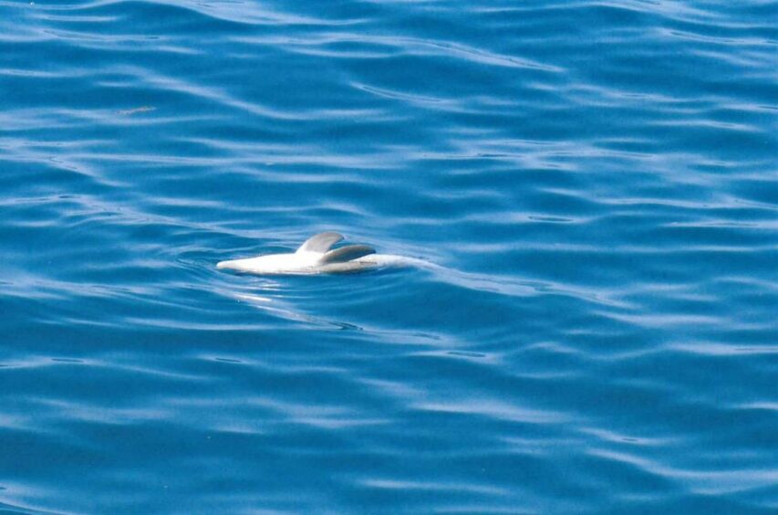 A dolphin appearing to be dead floats in blue water