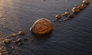 RAYONG, THAILAND - JANUARY 30: Oily bubbles are seen on the beach at sunset on January 30, 2022 in Rayong, Thailand. Thailand's Pollution Control Department said 180,000-200,000 liters of crude oil from a pipeline spill south of the city of Rayong is expected to wash up on beaches in the Khao Laem YaMu Koh Samet Marine National Park.