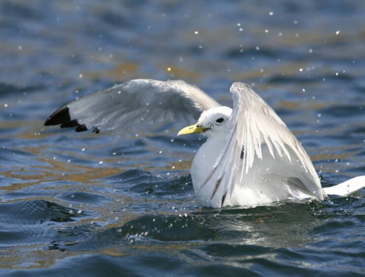 Kittiwake (rissa tridactyla) bathing in sea.