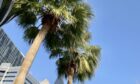 Palm trees in Abu Dhabi