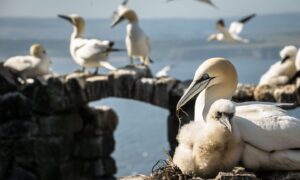 Bass Rock gannets