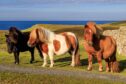 Three windswept Shetland Ponies, a world famous unique and hardy breed and a tourist attraction, on the sunny cliff tops of their native Shetland Islands, Scotland, United Kingdom