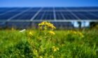 Yellow flowers growing in front of solar panels. Photographer: Ian Forsyth/Bloomberg