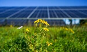 Yellow flowers growing in front of solar panels. Photographer: Ian Forsyth/Bloomberg