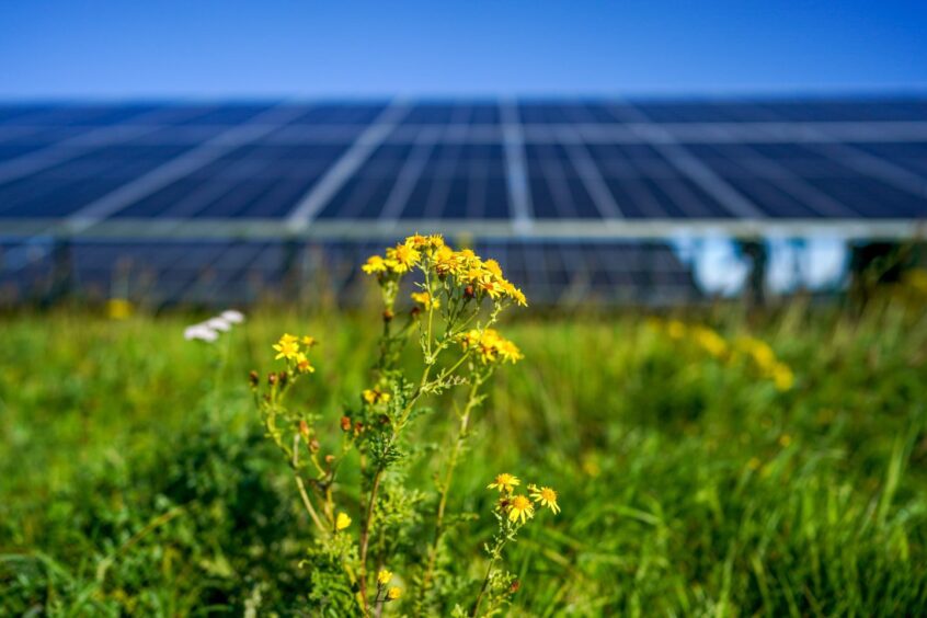 Yellow flowers growing in front of solar panels. Photographer: Ian Forsyth/Bloomberg