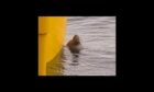 The Moray West seal taking a break by one of the project's turbine foundations.