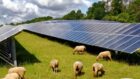 Sheep grazing next to solar panels.