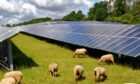 Sheep grazing next to solar panels.