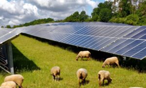 Sheep grazing next to a solar farm. Image: Dunfermline Solar