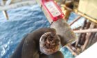 A piece of the corroded fire safety system on the Fulmar platform in the North Sea. Supplied by Ian Garden.