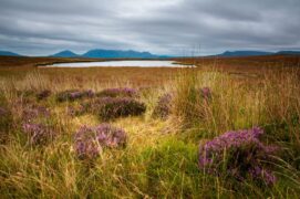 Fears precious Highlands Flow Country ‘could be set ablaze’ by battery storage site