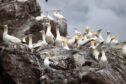 Gannets on Bass Rock in Scotland, which will be near the proposed Berwick Bank offshore wind farm.