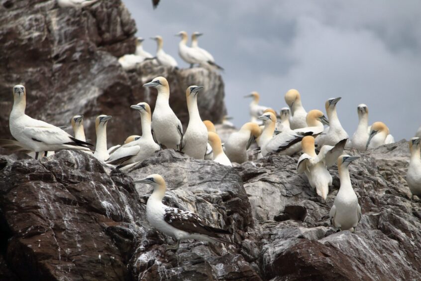 Gannets on Bass Rock in Scotland, which will be near the proposed Berwick Bank offshore wind farm.
