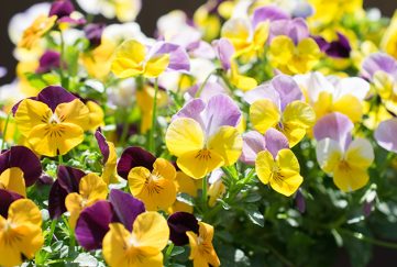 September gardening jobs: Winter pansies