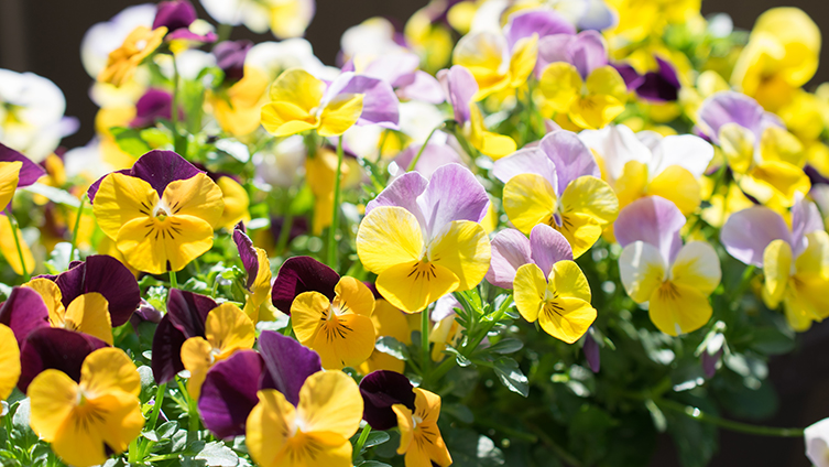 September gardening jobs: Winter pansies