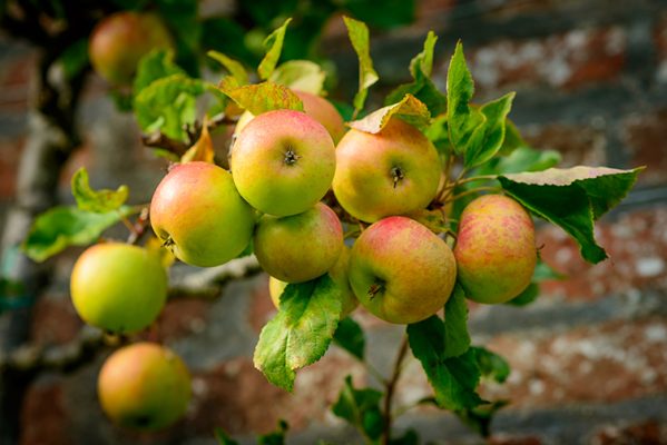 Ripe Blenheim Orange apples