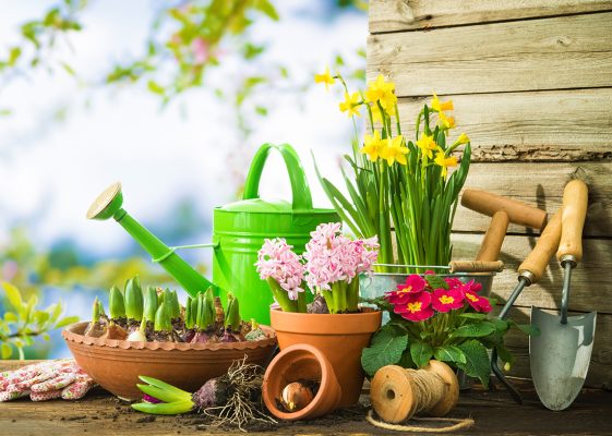 Daffodils, bulbs and spring flowers in pots 