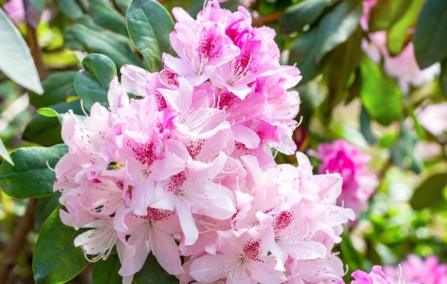 Bright pink Rhododendron hybridum 
