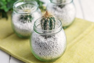 Cacti in a jam jar craft project