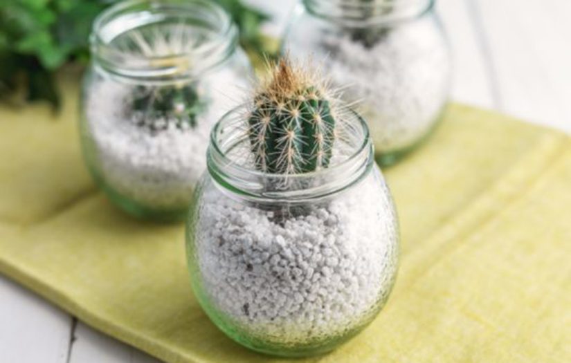 Cacti in a jam jar craft project