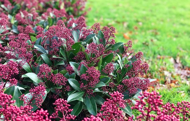 Our Top Six Easy Maintenance Evergreen Shrubs - The People's Friend