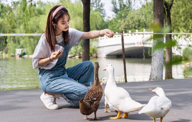 Girl feeding the ducks in the park for 10 thiings to on a sunny day