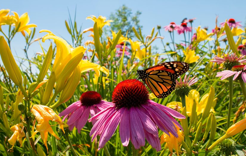 A butterfly on wildflowers in a wildlife friendly garden