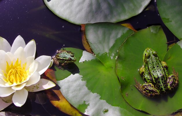 Frogs on lily pads in a wildlife friendly garden
