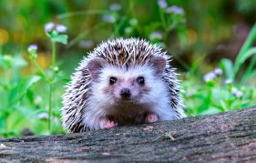 Hedgehog in a wildlife friendly garden