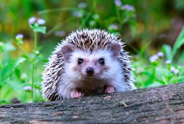 Hedgehog in a wildlife friendly garden