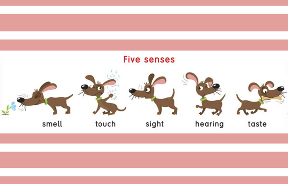 An images of dogs to illustrate the five senses