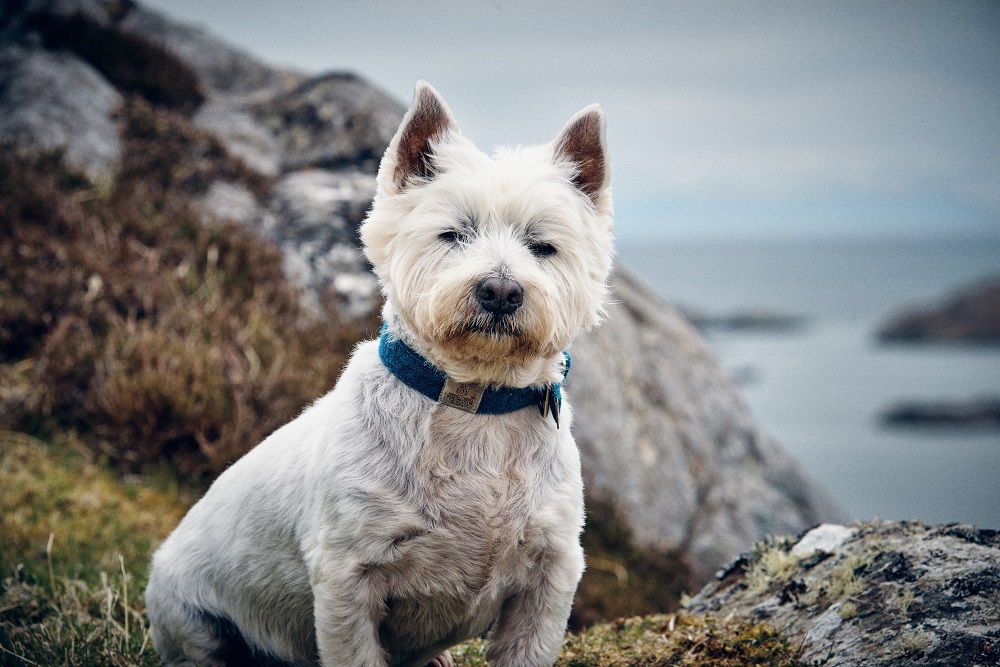 the hebridean baker