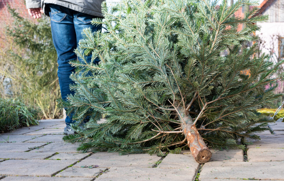 dispose of your christmas tree