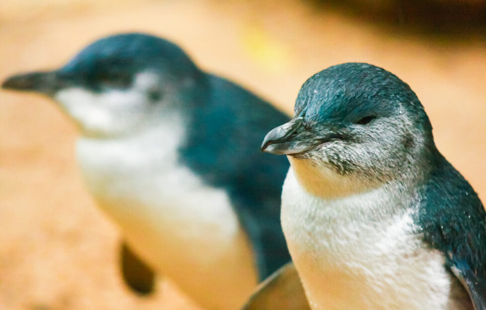 penguin parade