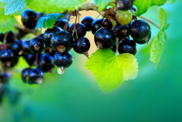Blackcurrants for use in immunity boosting health benefits
