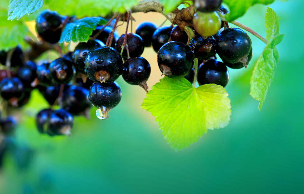 Blackcurrants for use in immunity boosting health benefits