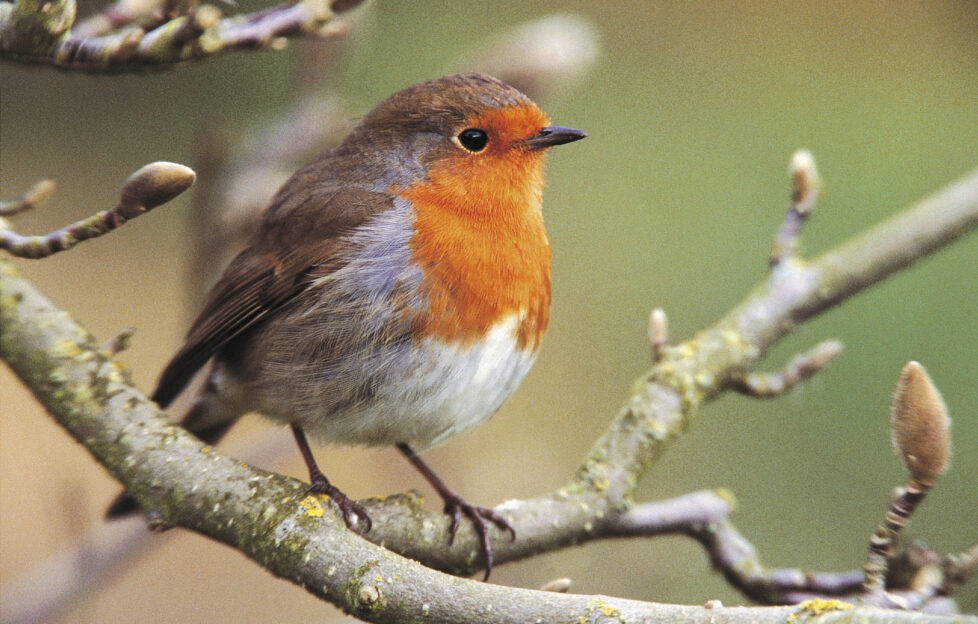 Robin bird on a branch, RSPB Big Garden Birdwatch