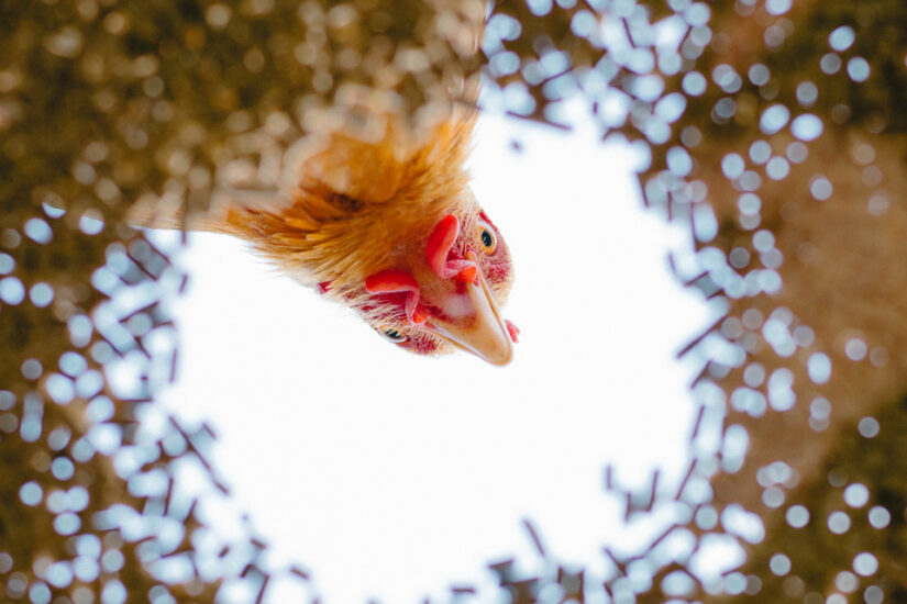 Hello down there. A chicken keeps a watchful eye over its nest. Captured by Danielle Van Berkel, taken in Netherlands, Den Bosch. Provided by The CEWE Photo Award.