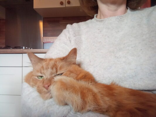 Fluffy ginger cat held in arms