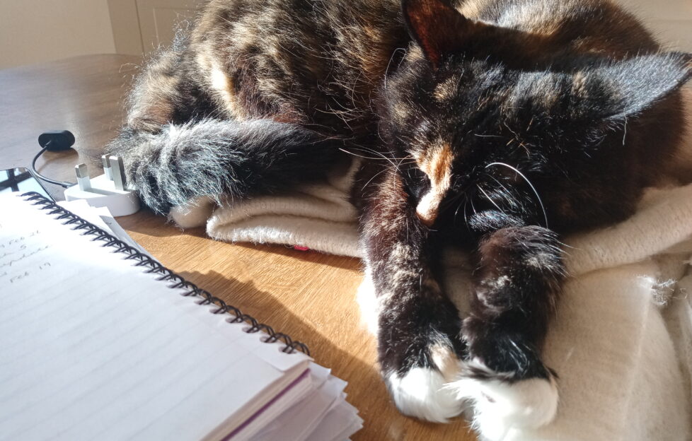 Tortoiseshell cat snoozing in the sun