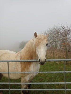 White highland pony stood in a misty field
