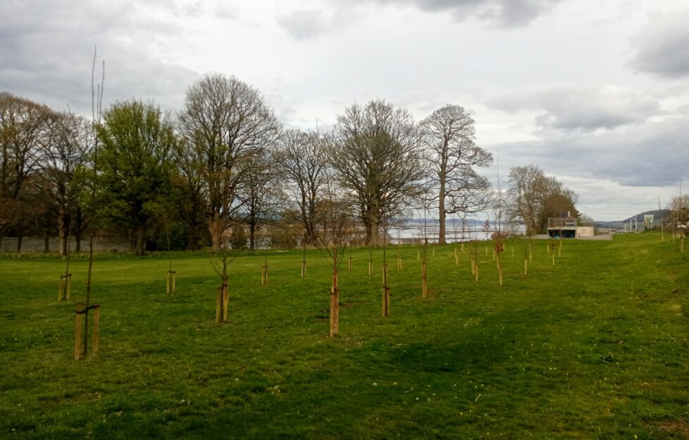 Planting trees in local park