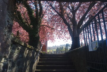 Spring blossom on trees at the top of stone stairs