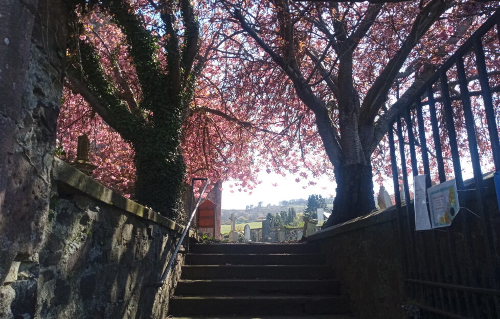 Spring blossom on trees at the top of stone stairs