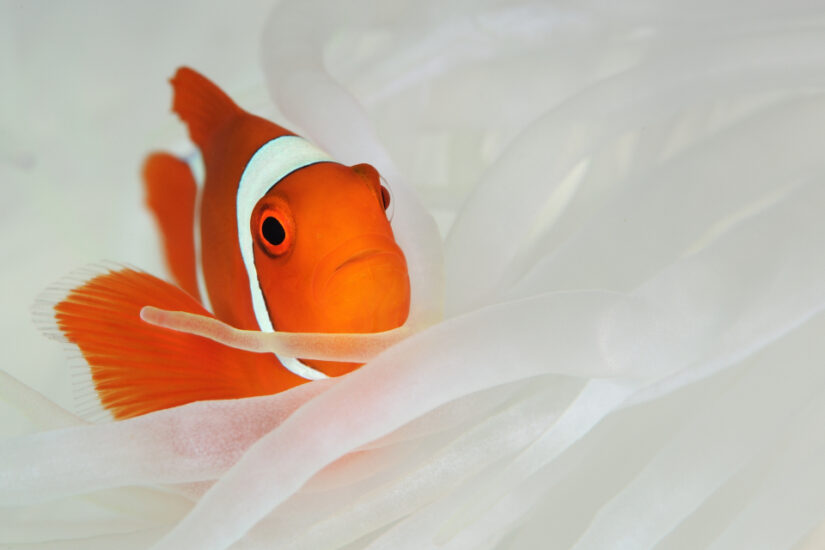 Just keep swimming. A clownfish swims along in their tank. Photographed by Thomas Kuhn taken in Germany, Darmstadt. Provided by The CEWE Photo Award.