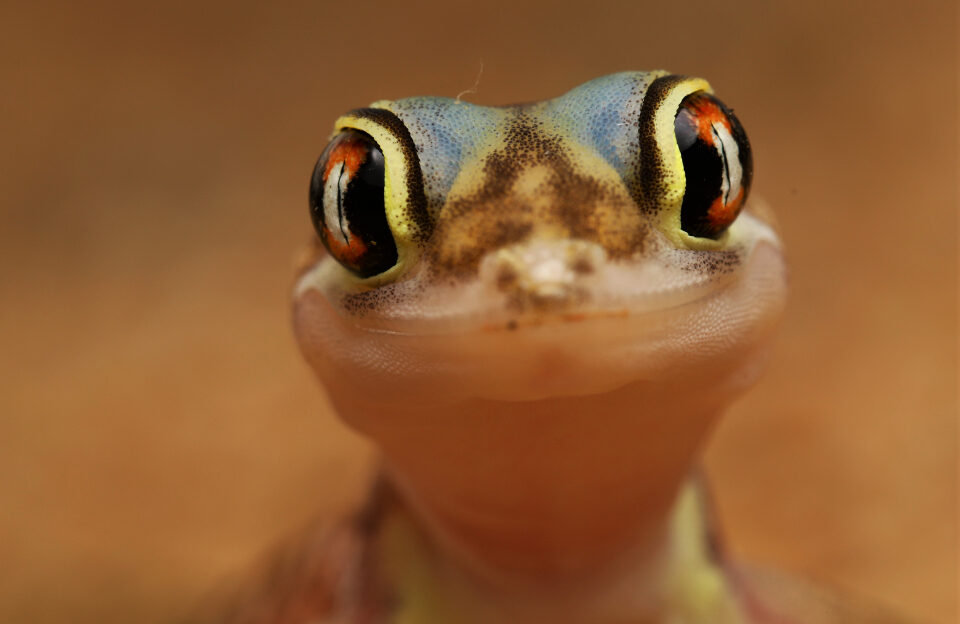 Gecko close up smiling at camera