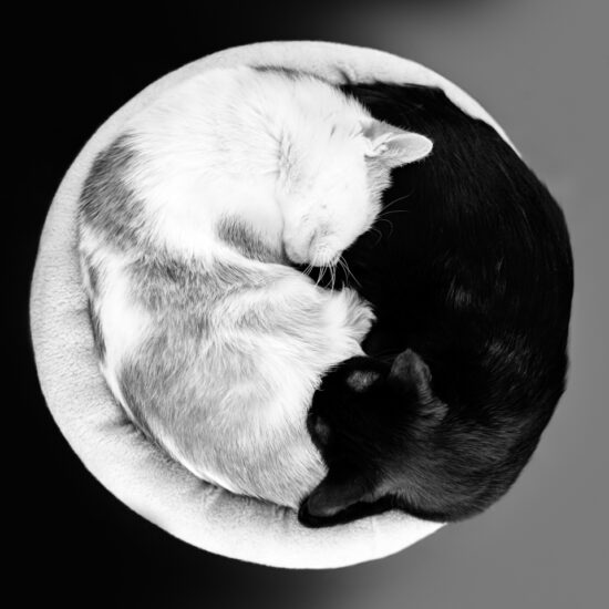 Yin and Yang. Two cats get warm and cosy for an afternoon nap. Captured by Lucia Blaskova taken in Slovakia, Banská Bystrica. Provided by The CEWE Photo Award.