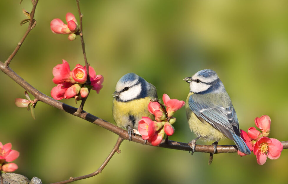 Two blue tit birds sitting on cherry blossom branch